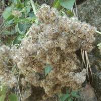 Austroeupatorium inulifolium (Kunth) R.M.King & H.Rob.